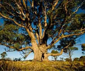 gold eucalyptus tree