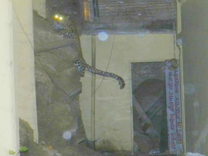 Leopard awe intact in meerut