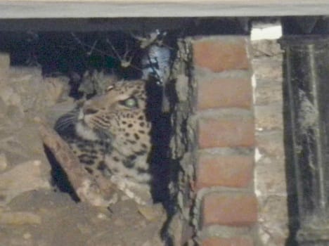 police arrested smuggler with leopard skins