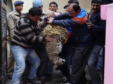 bone smuggling of tiger and leopard