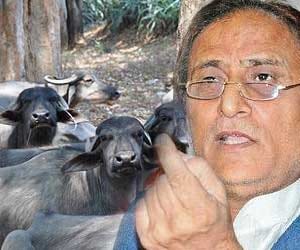 those buffaloes are not of azam khan