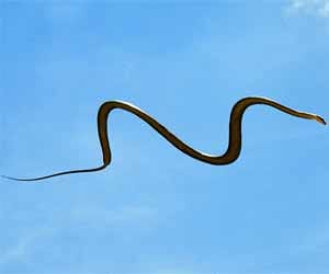 flying snakes in india