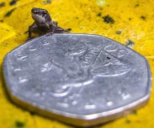 tiny frog