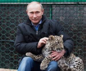 fifa hindi news: vladimir putin to visit brazil for final match