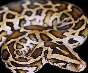 15 foot python killed by a pocket knife