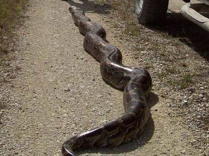 python bites women's genitals in toilet
