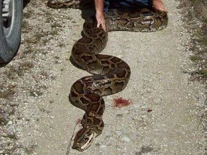 man saved python from getting burnt