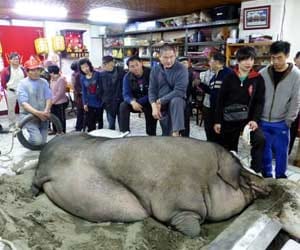 one ton pig