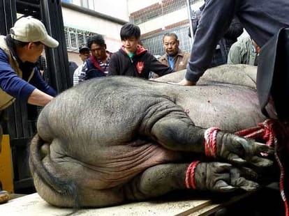 one ton pig