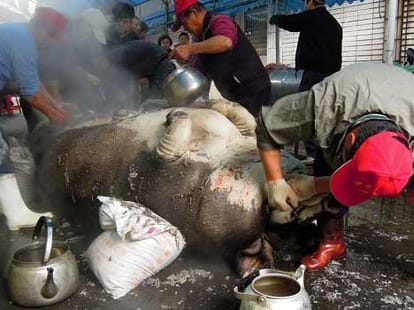 one ton pig