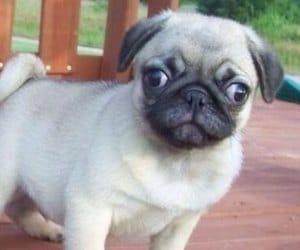 A Puppy Missing in Chandigarh, FIR in Police