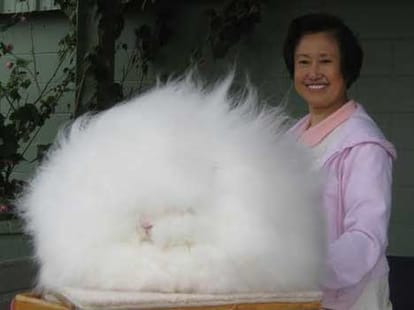 uts not cotton its angoora rabbit