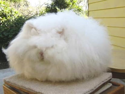 uts not cotton its angoora rabbit