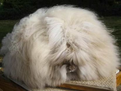 uts not cotton its angoora rabbit