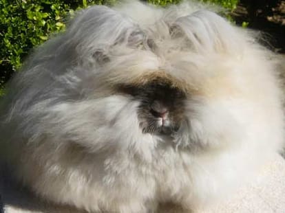 uts not cotton its angoora rabbit