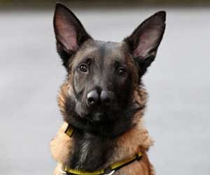 car passanger killed dog