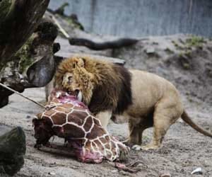 baby giraffe killed