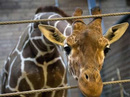 baby giraffe killed