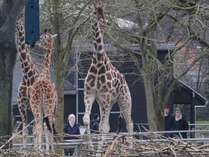 baby giraffe killed