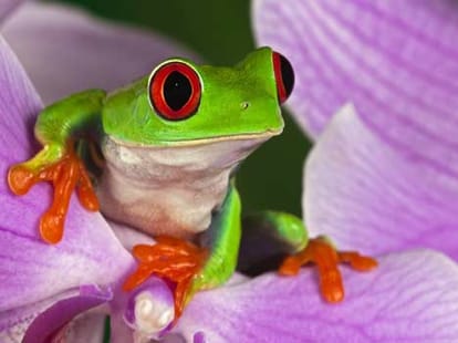 he is being ‘harassed’ by frog