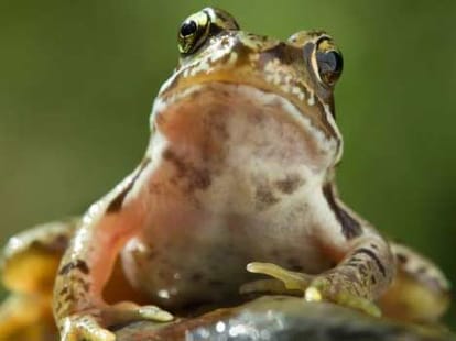 DU professor discovers 7 frog species