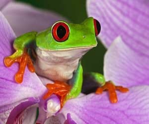 he is being ‘harassed’ by frog