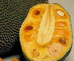 Two jack fruit stolen from MP's bungalow, crime branch investigating case