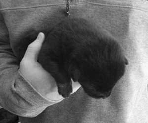man in lucknow chews puppy in hunger