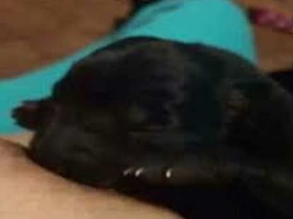 woman breastfeeds puppy