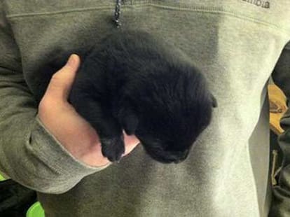 woman breastfeeds puppy