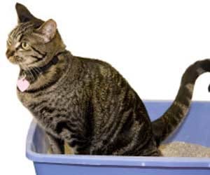 cat poop gift
