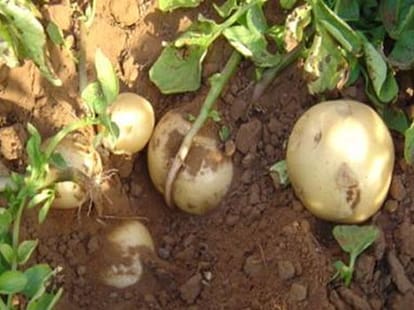 nalanda farmers production