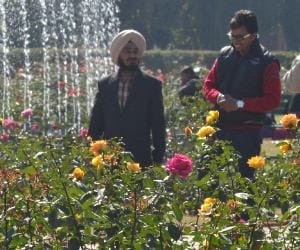 rose festival starts in punjab university on 15 feb