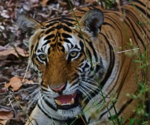 MLA takes up arms to save constituency from tigress