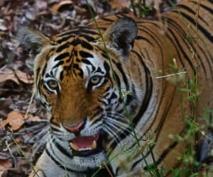 helpless in frint of man-eater tigress