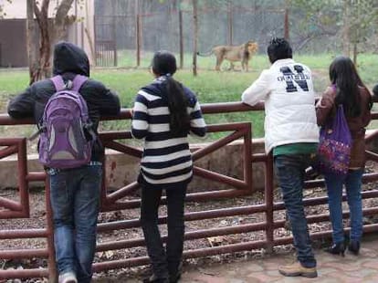 short term adoptation policy in lucknow Zoo