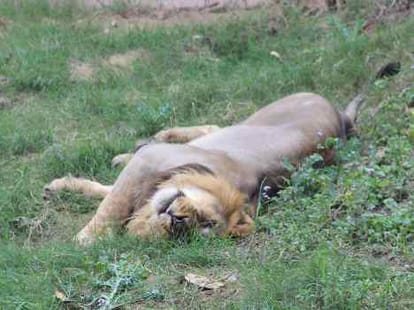 lucknow Zoo lions moved to etawah safari