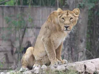 lucknow Zoo lions moved to etawah safari