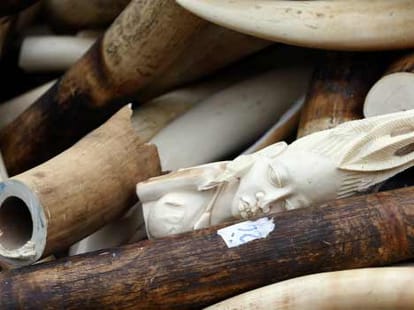 veerappan tusk sandalwood smuggler