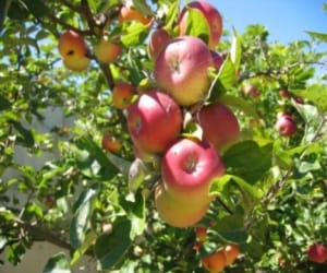 200 type of apple