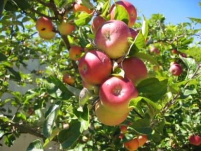 crop grown on the barren land