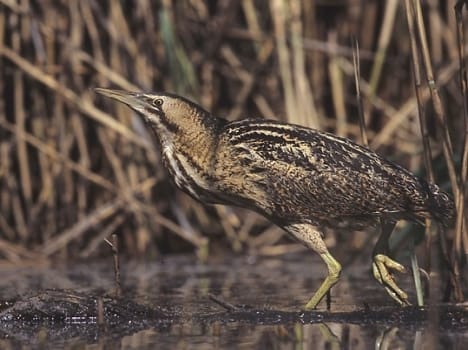 great bittern bird
