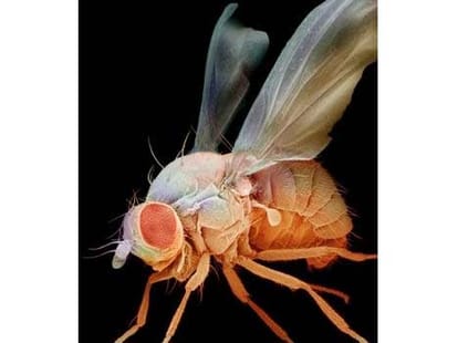 maggot in ear