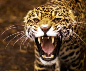 Jaguar comes to Delhi from Trivandrum air plane