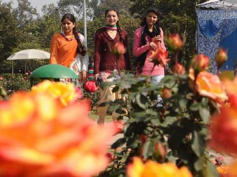 result of rose festival organise in punjab university