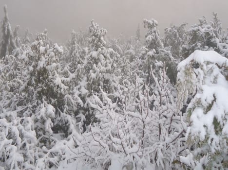 heavy snow fall in uttarakhand mountains