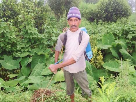 crop grown on the barren land