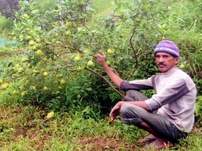 crop grown on the barren land
