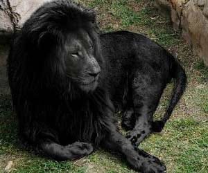 reality of black lion