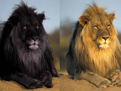 reality of black lion